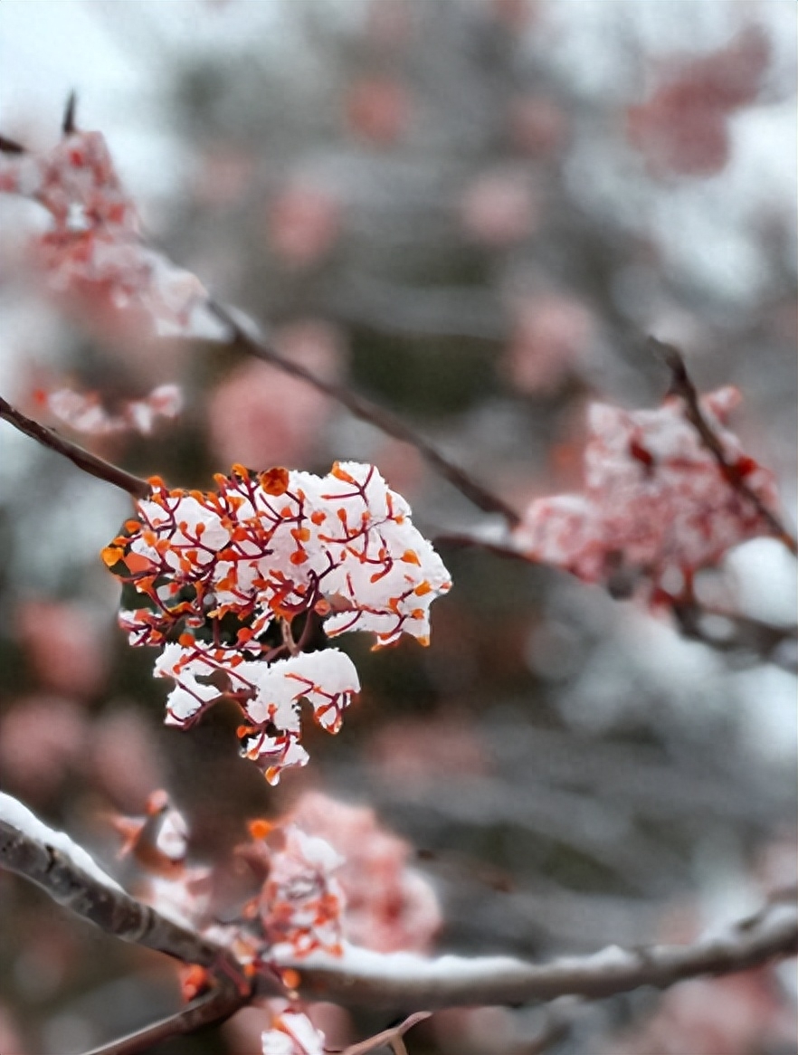 赞美春雪的诗词名句（有关春雪的诗词）