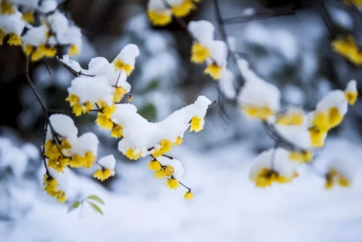 赞美春雪的诗词名句（有关春雪的诗词）