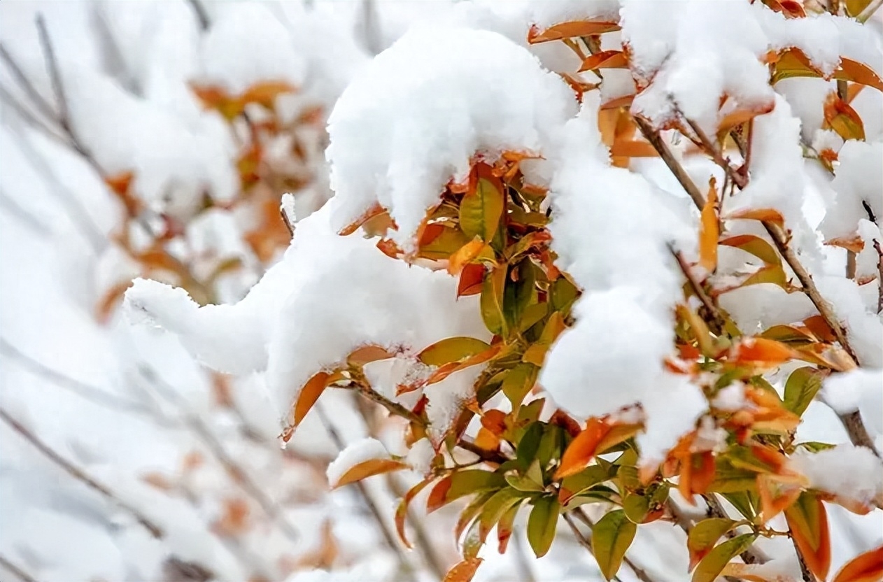 赞美春雪的诗词名句（有关春雪的诗词）