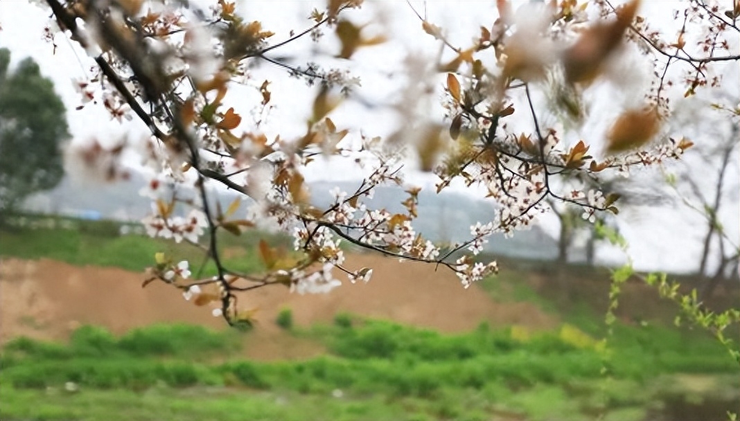 春风吹柳千条翠，最乐乡关岁岁游（春游家乡抒怀十八首）