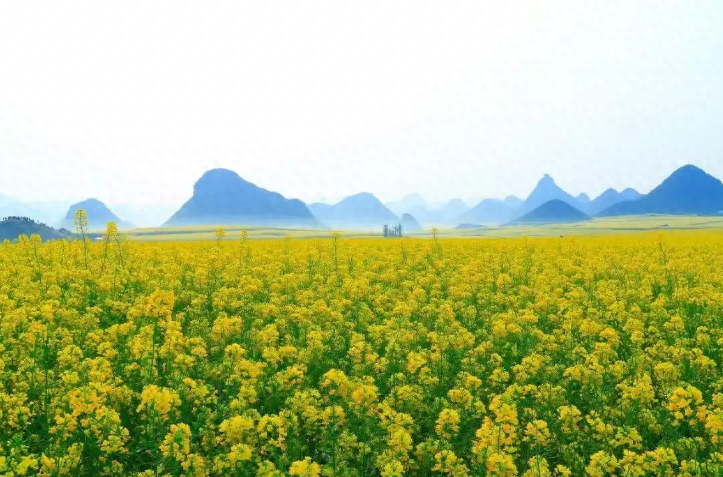 春风吹柳千条翠，最乐乡关岁岁游（春游家乡抒怀十八首）