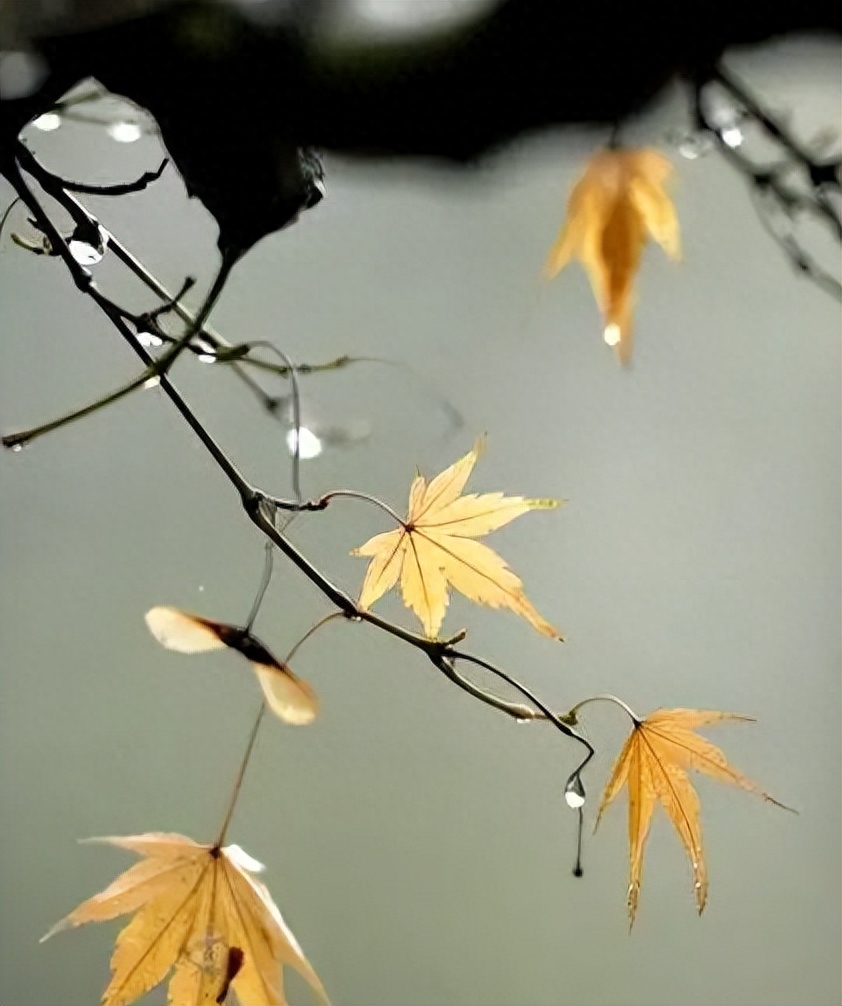 冬天诗词古句经典（描写冬天的雨的诗词）