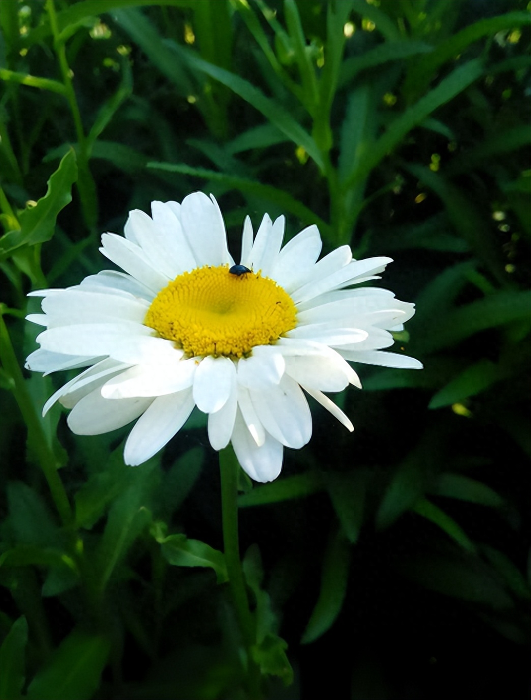 菊花唯美诗词大全（有关菊花的诗词）