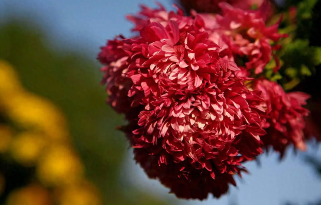 菊花唯美诗词大全（有关菊花的诗词）