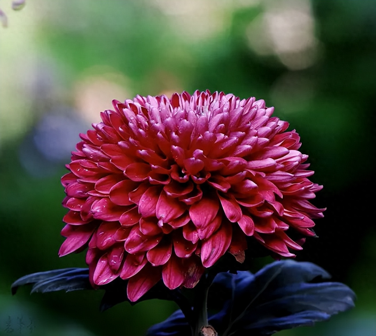 菊花唯美诗词大全（有关菊花的诗词）