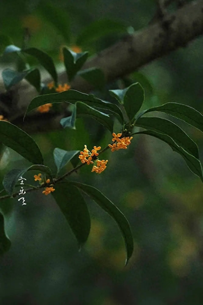 桂花经典诗词有哪些（30句唯美的桂花诗词）