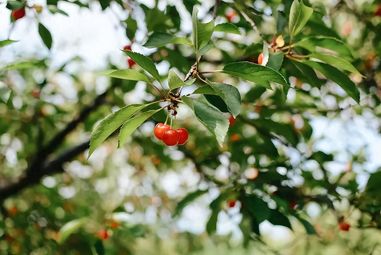 花果经典诗词大全（12首夏日花果诗）