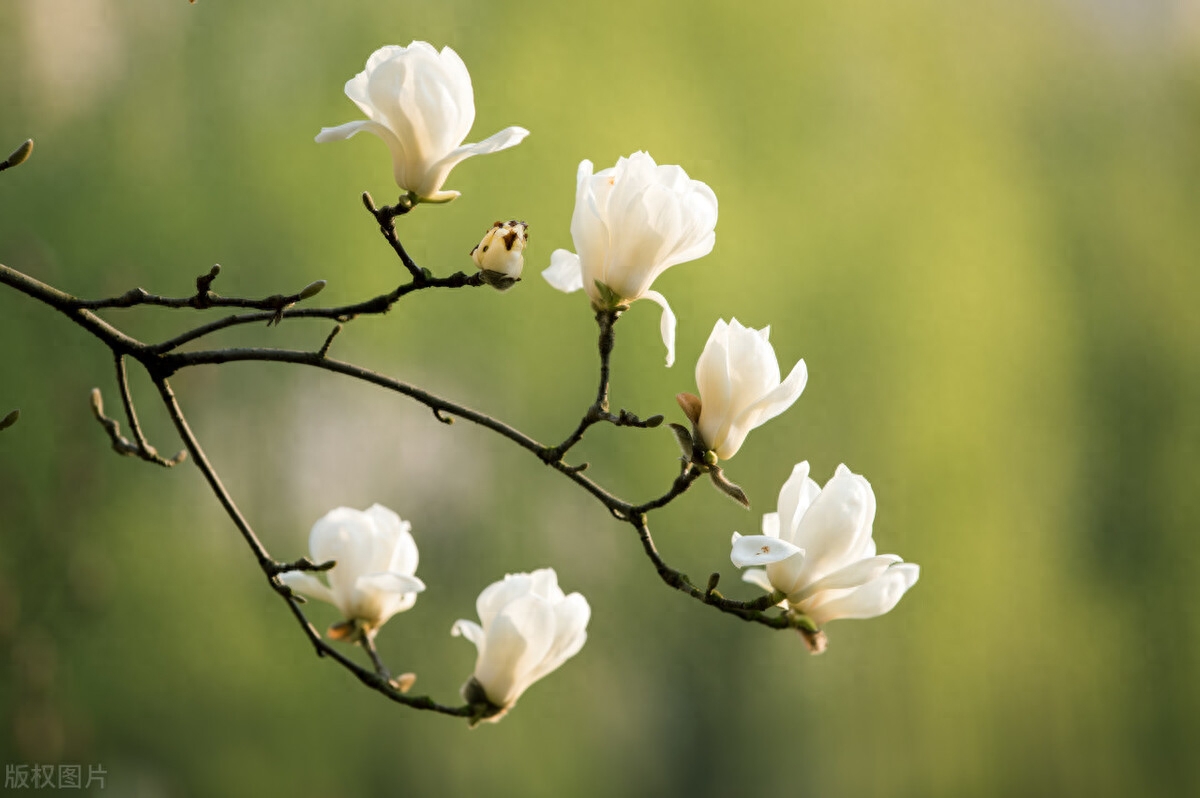 玉兰花经典诗词大全（四首玉兰花的古诗词）