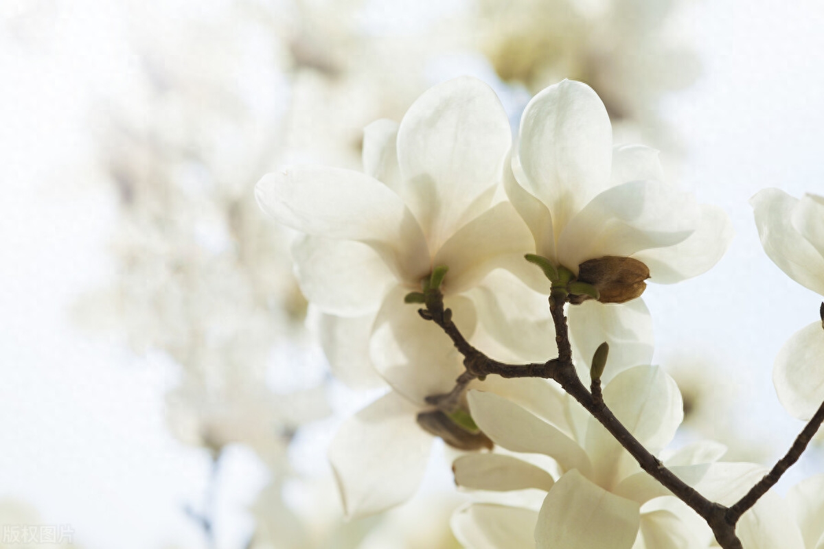 玉兰花经典诗词大全（四首玉兰花的古诗词）