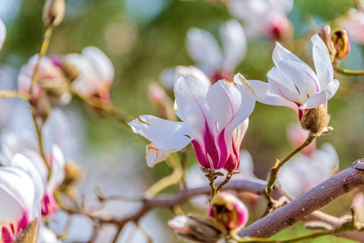 玉兰花经典诗词大全（四首玉兰花的古诗词）