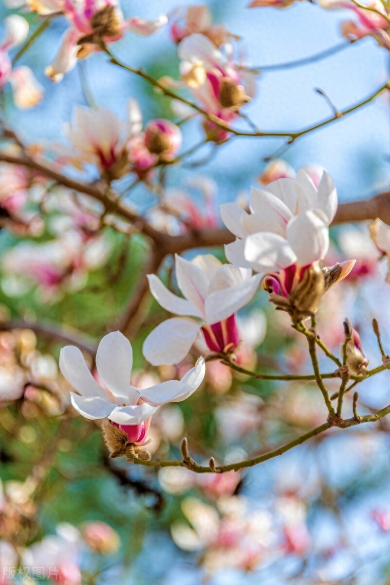 玉兰花经典诗词大全（四首玉兰花的古诗词）