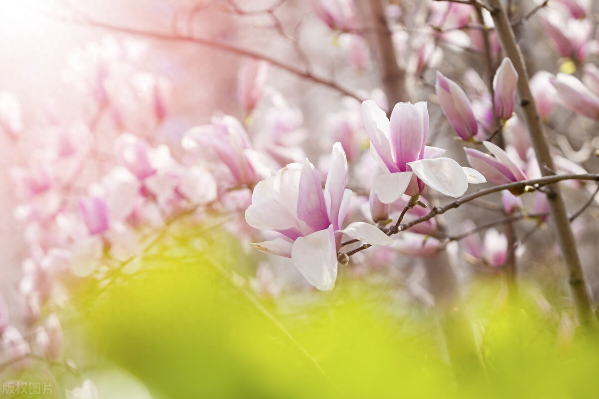 玉兰花经典诗词大全（四首玉兰花的古诗词）