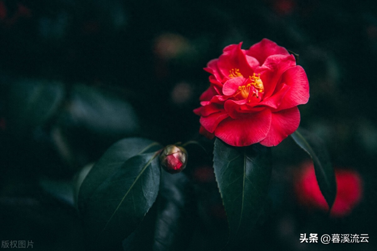 春花经典诗词有哪些（十首唯美春花诗词）