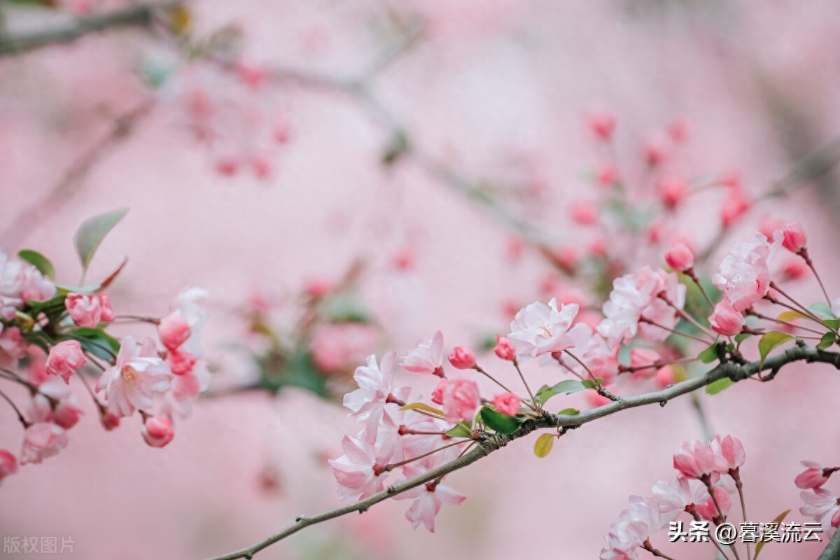 春花经典诗词有哪些（十首唯美春花诗词）