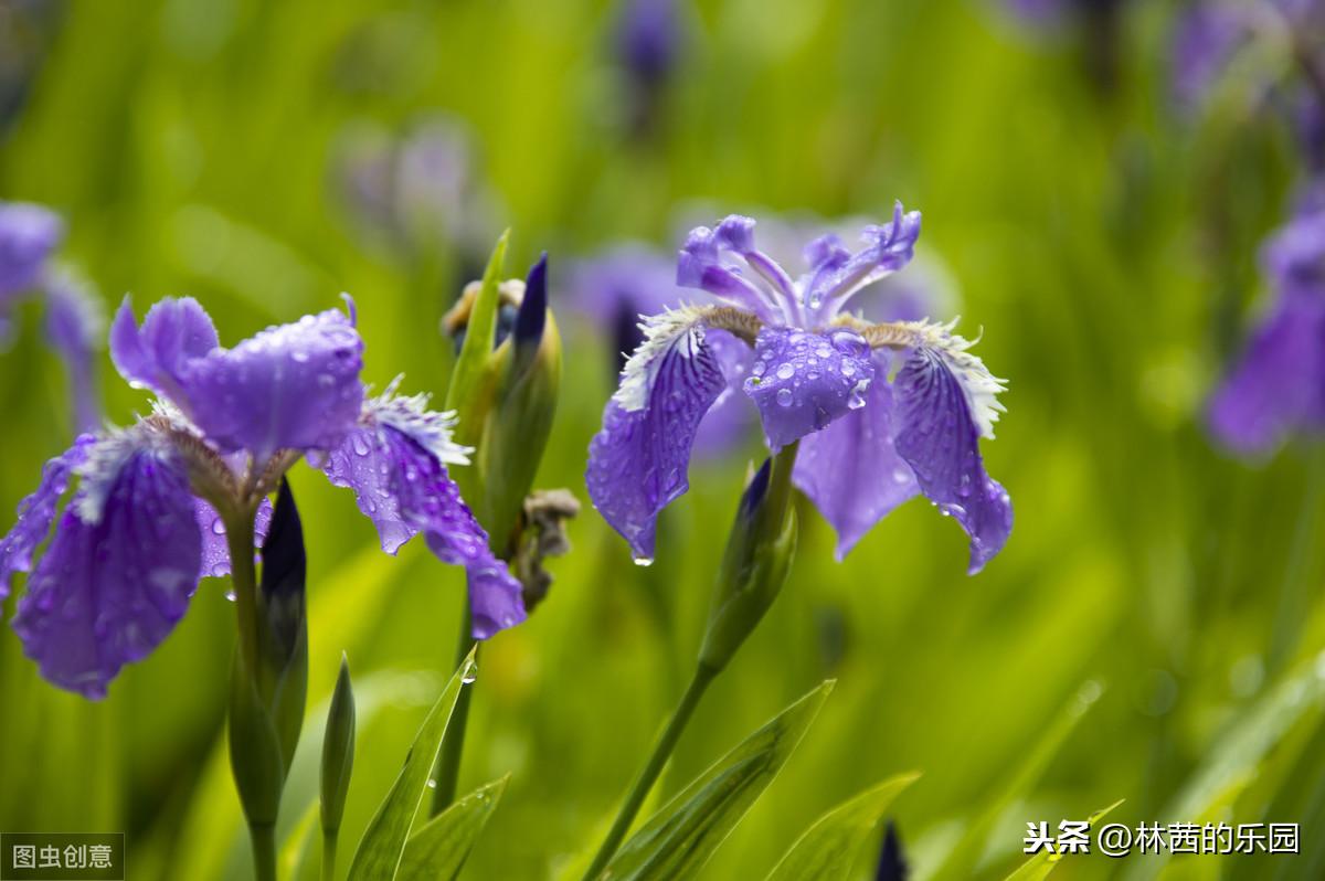 谷雨经典古诗四句（分享20首谷雨诗词）