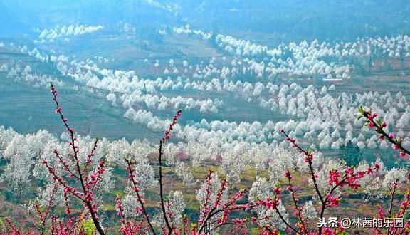 经典的梨花带雨诗词（18首歌咏梨花的经典诗词）