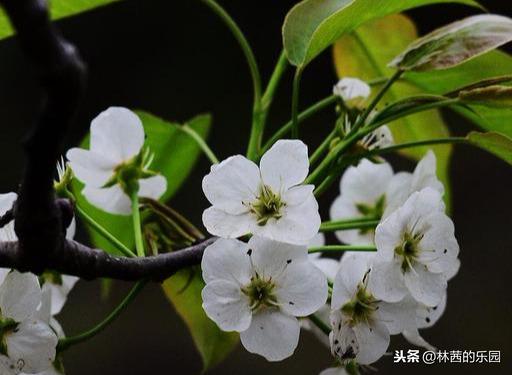 经典的梨花带雨诗词（18首歌咏梨花的经典诗词）