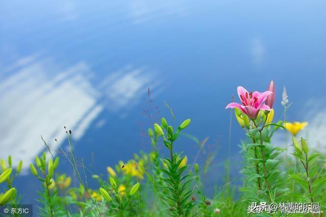 蝶恋花经典古诗词，优美的10首《蝶恋花》