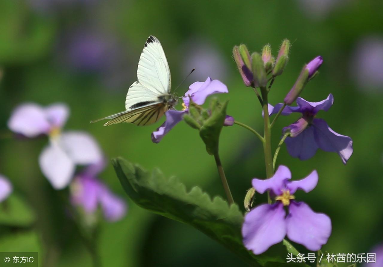 蝶恋花经典古诗词，优美的10首《蝶恋花》