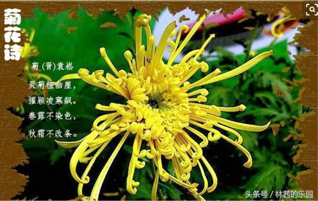 菊花经典古诗大全（歌咏菊花的20首经典诗词）