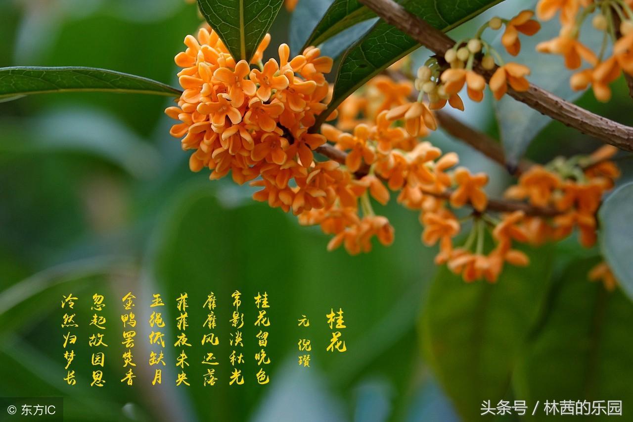 桂花经典古诗大全（歌咏桂花的12首绝美诗词）