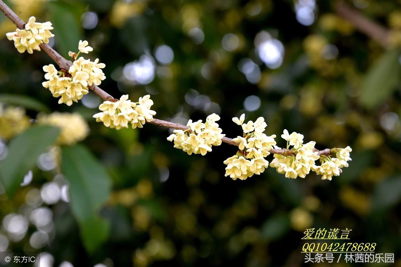 桂花经典古诗大全（歌咏桂花的12首绝美诗词）