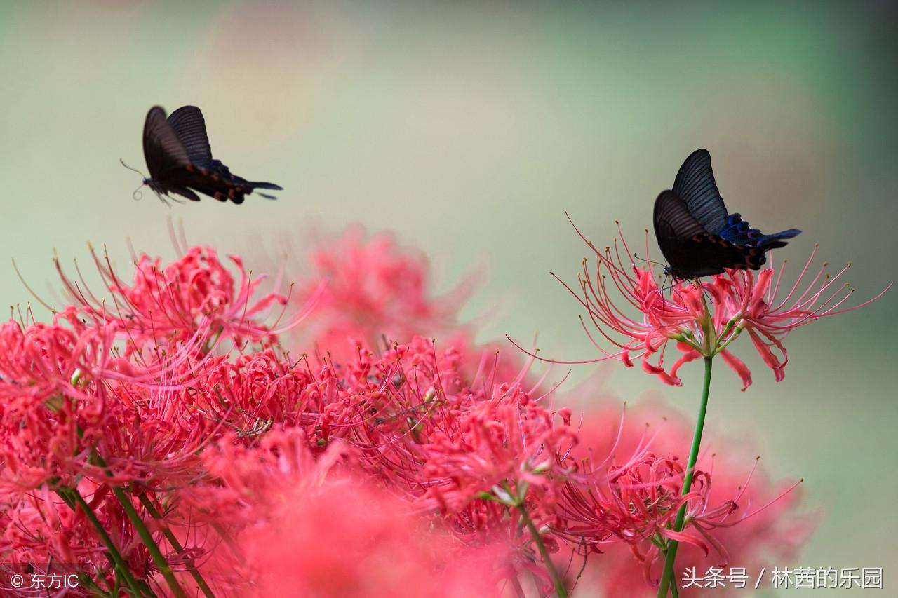 婉约经典名言有哪些（唯美的12首婉约派诗词）