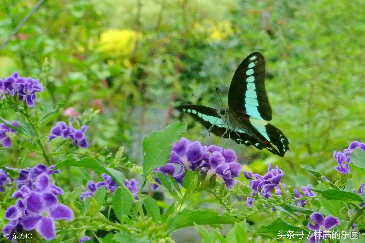 经典蝶恋花唯美古诗词，唯美的12首《蝶恋花》