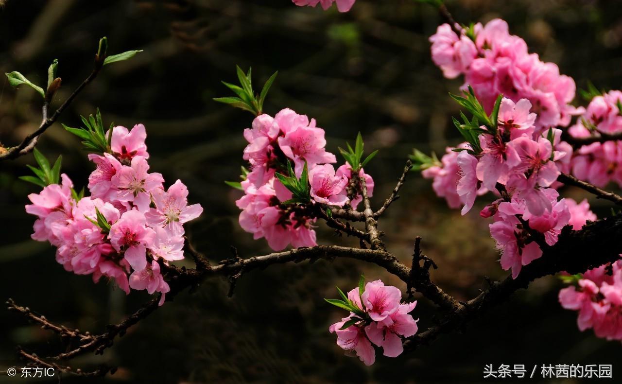 关于桃源的千古绝句（12首桃花诗词）