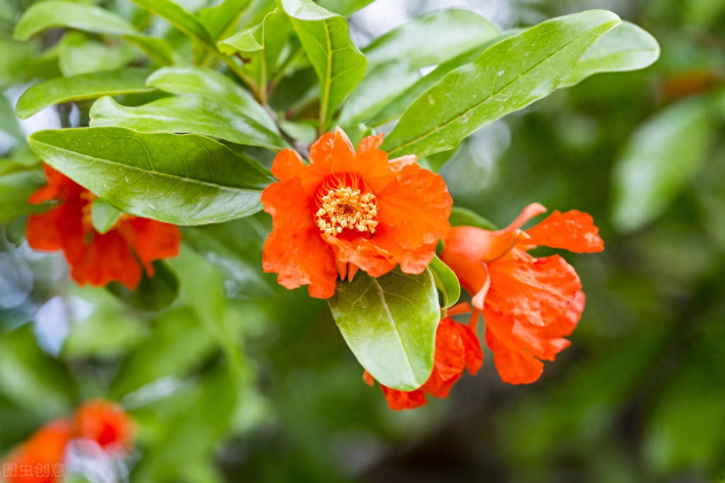 石榴花经典古诗大全（绝美的石榴花词两首）