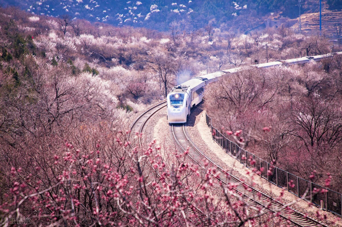 赏花经典古诗大全（4首浪漫踏青赏花诗词）