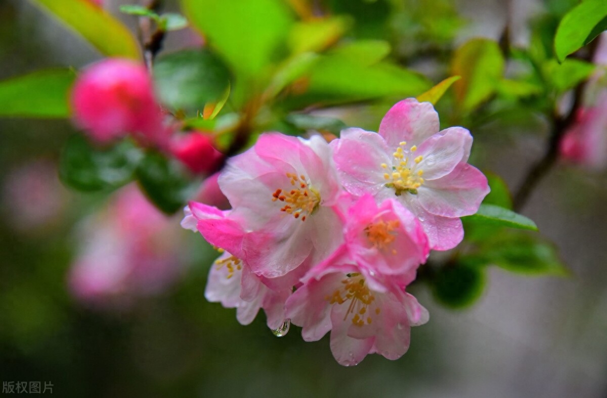 海棠花经典古诗词鉴赏（6首唯美的海棠花诗词）