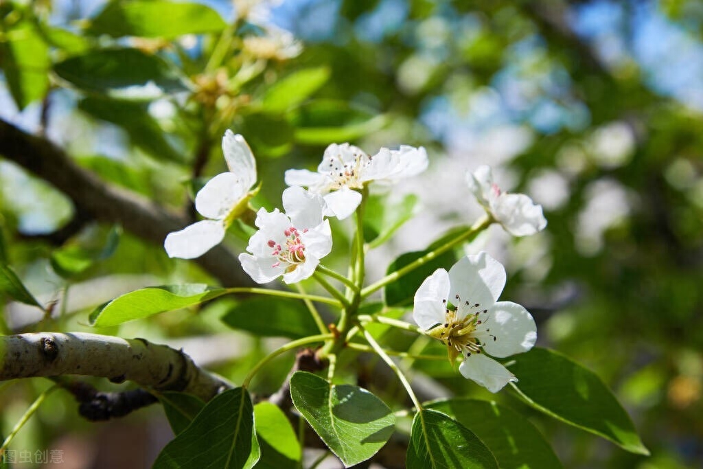 梨花经典古诗大全（经典梨花诗词六首）