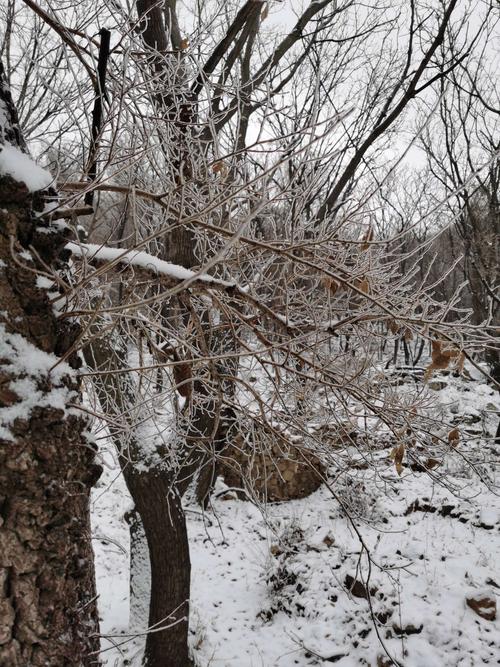 有关冬天夜晚听雪的作文600字（《听雪的故事》）