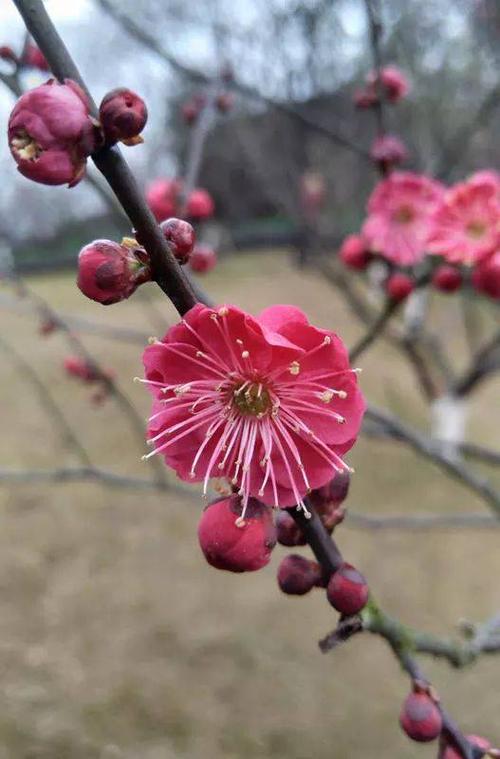 盛开在冬天的花朵作文600字（《梅花的力量》）