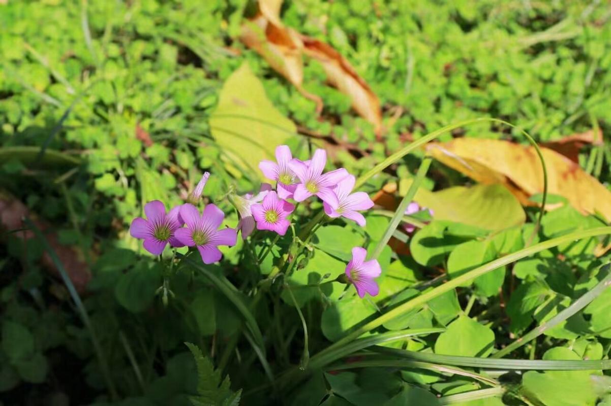 有关冬天里的那朵花的作文题目（《那一朵冬天的花》）