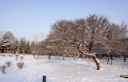 今冬第一场雪作文600（《今冬第一场雪》）