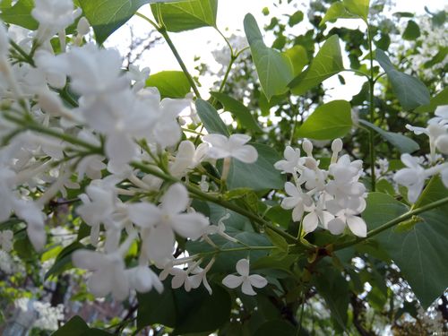 赞美的春天作文（《春暖花开》）