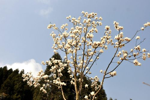 有关春天充满花的清香的作文怎么写（《春意盎然的花香》）