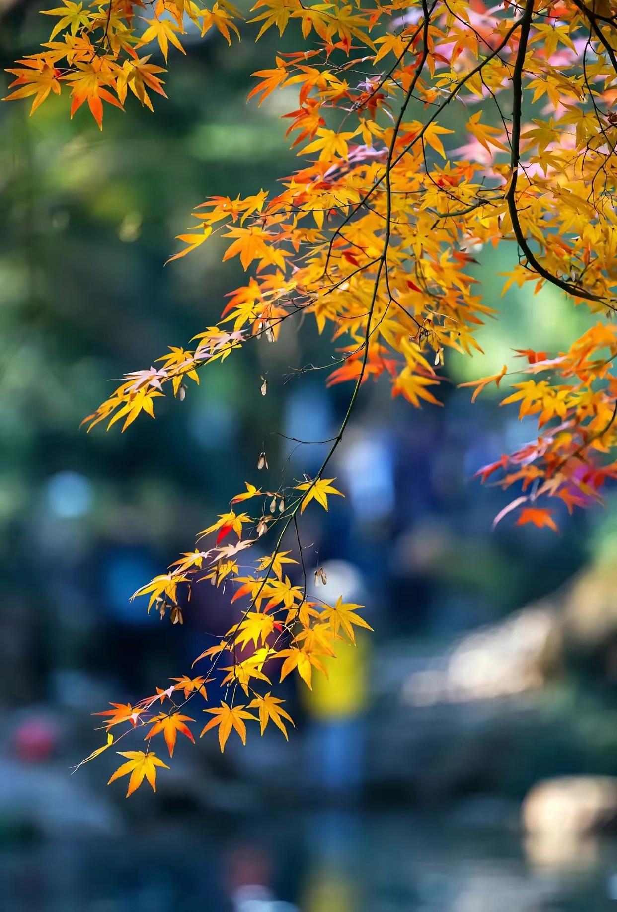 晚秋唯美诗词大全（唯美的二首晚秋诗）