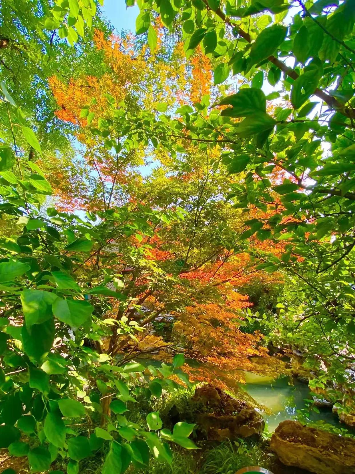 重阳节唯美诗词（重阳唯美节诗词大全）