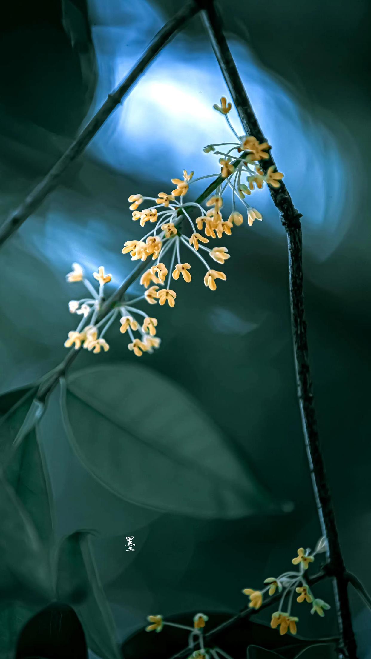 桂花唯美诗词大全（十首桂花古诗词）