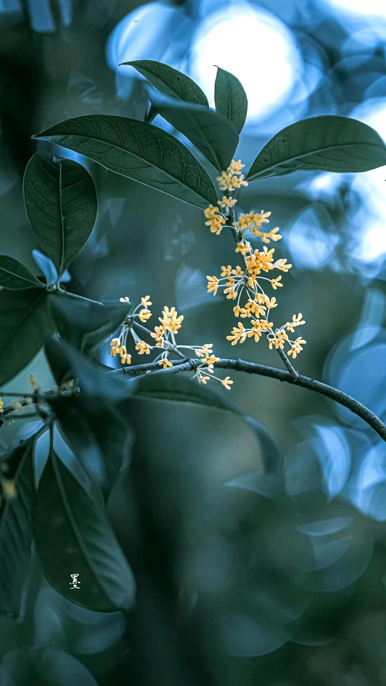 桂花唯美诗词大全（十首桂花古诗词）