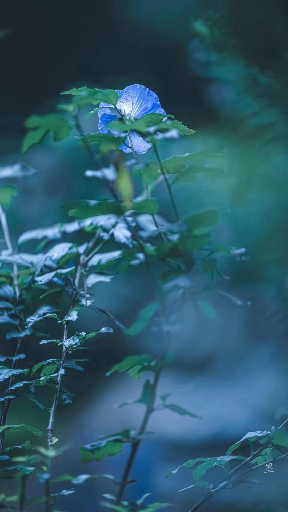 柳永唯美古诗有哪些（柳永经典的十首词）