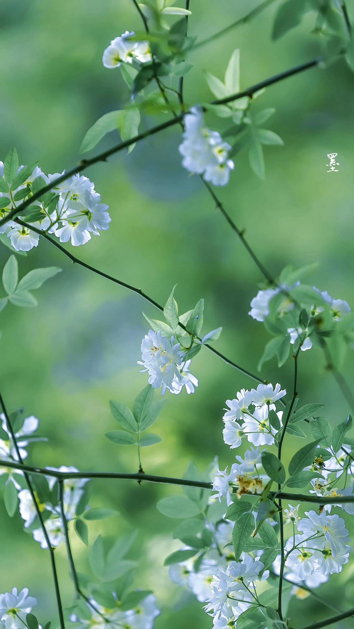 我觉君非池中物，咫尺蛟龙云雨（精选40句离别祝福诗词）