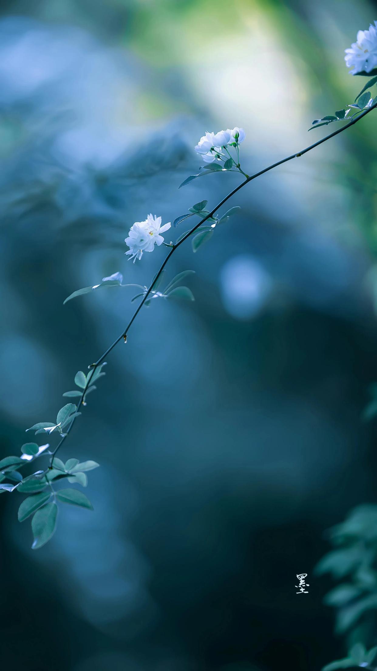 我觉君非池中物，咫尺蛟龙云雨（精选40句离别祝福诗词）