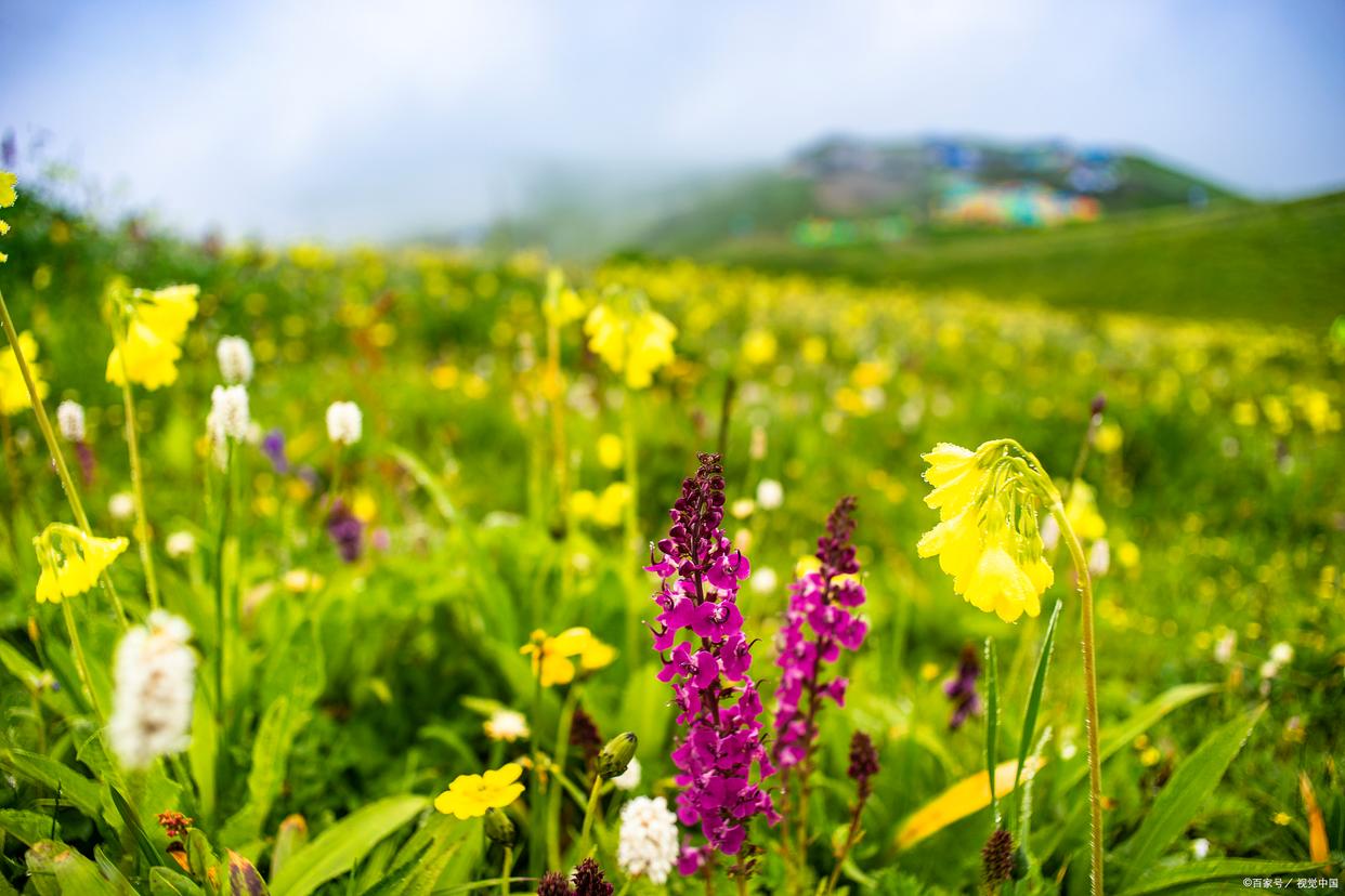 立夏古诗24节气赏析（10首立夏古诗词）