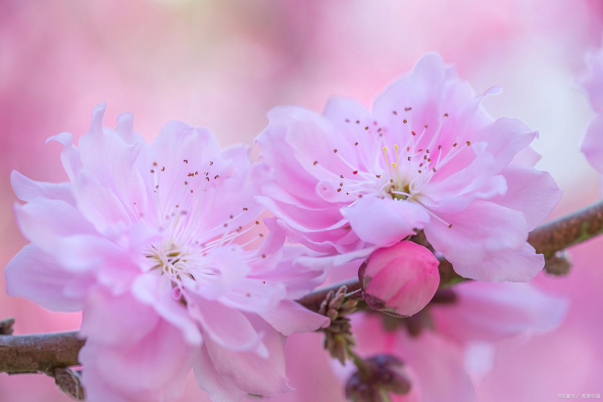 桃花唯美诗词大全（12首唯美桃花诗）