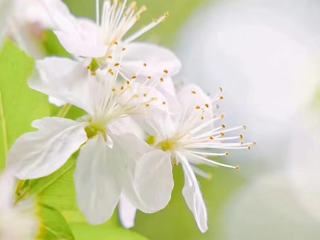 赞美梨花唯美诗词（十首梨花古诗）