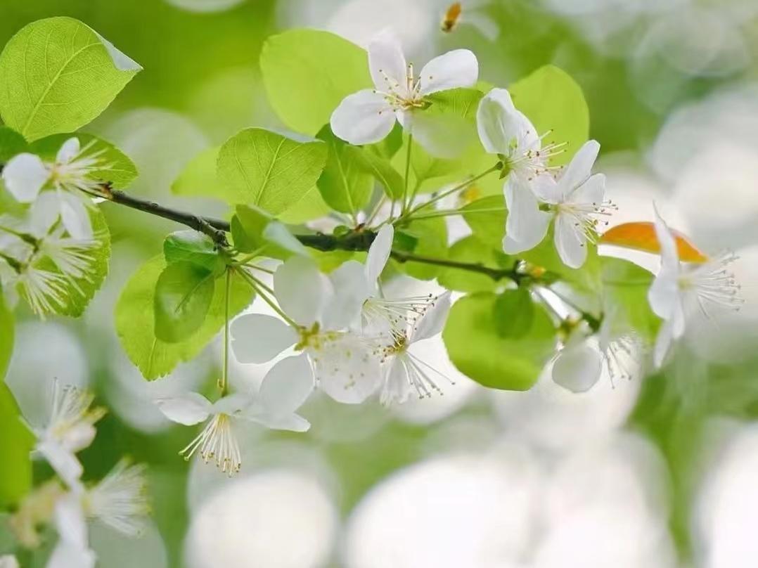 赞美梨花唯美诗词（十首梨花古诗）